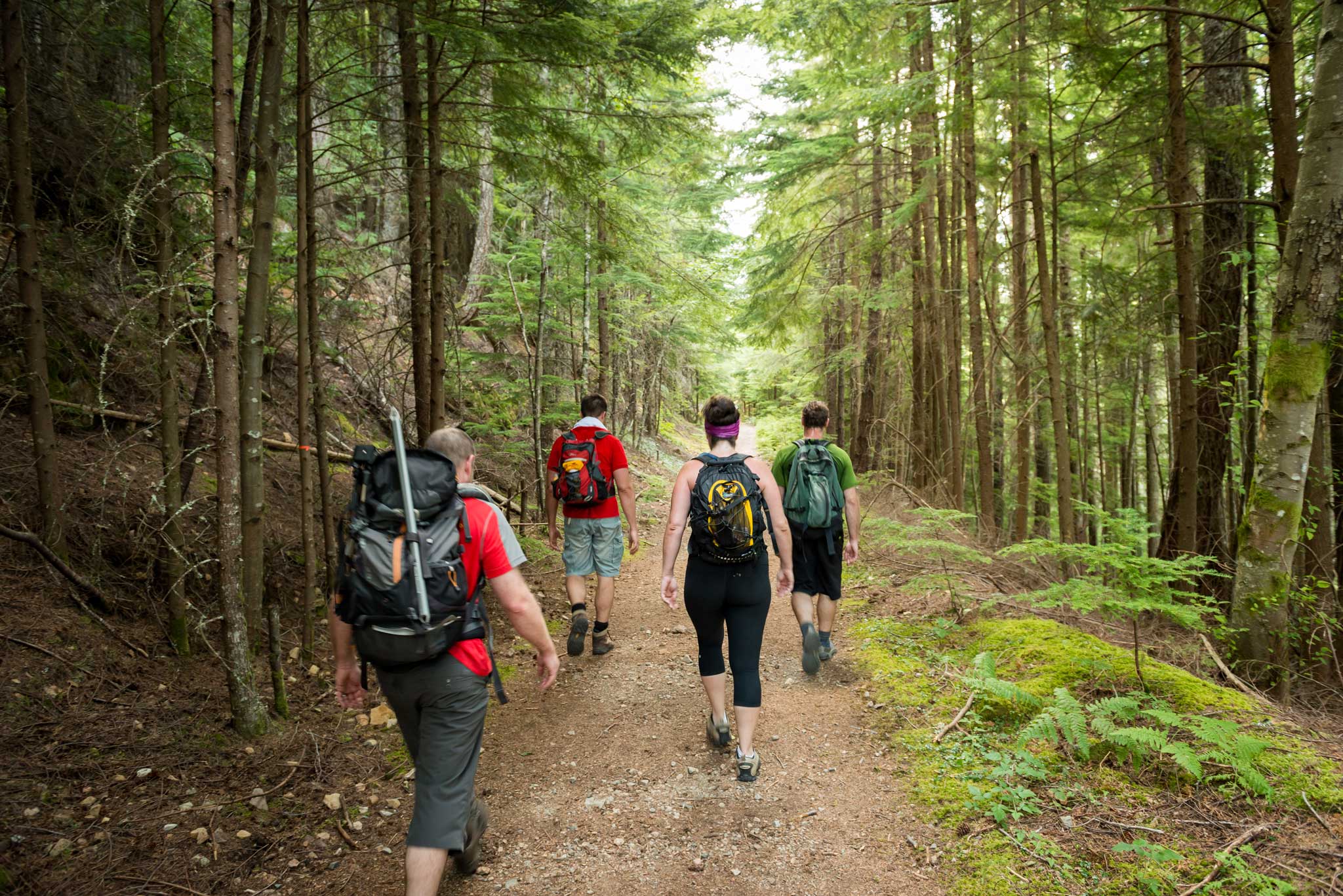 Four hikers with backpacks walk away on a dirt trail through a mossy evergreen forest